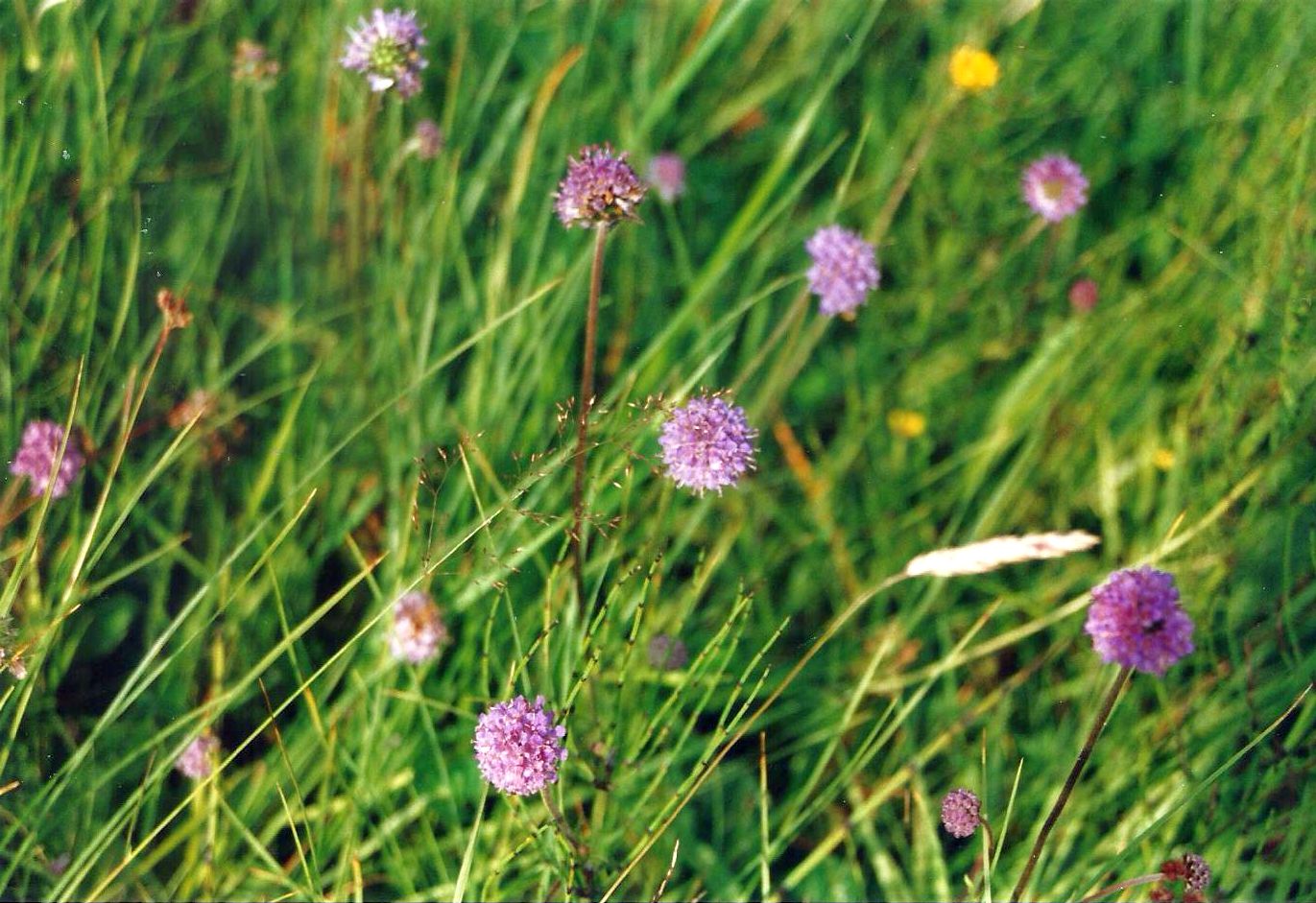 Dalle Shetland: Succisa pratensis (Caprifoliaceae)