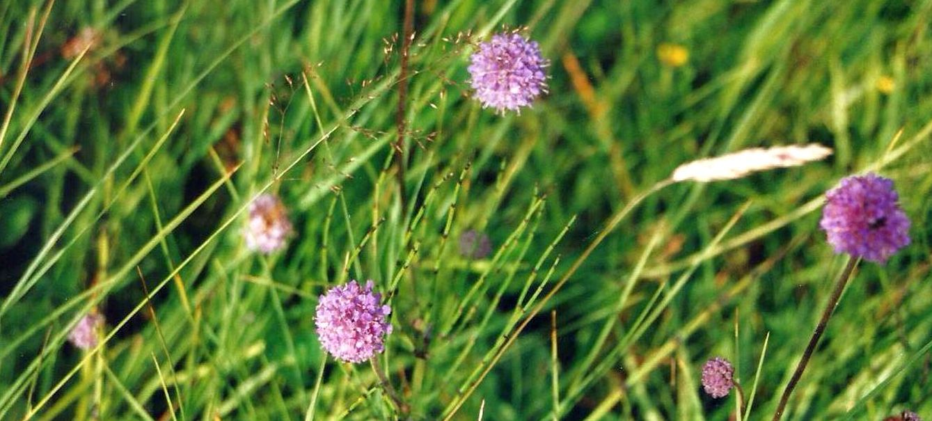 Dalle Shetland: Succisa pratensis (Caprifoliaceae)
