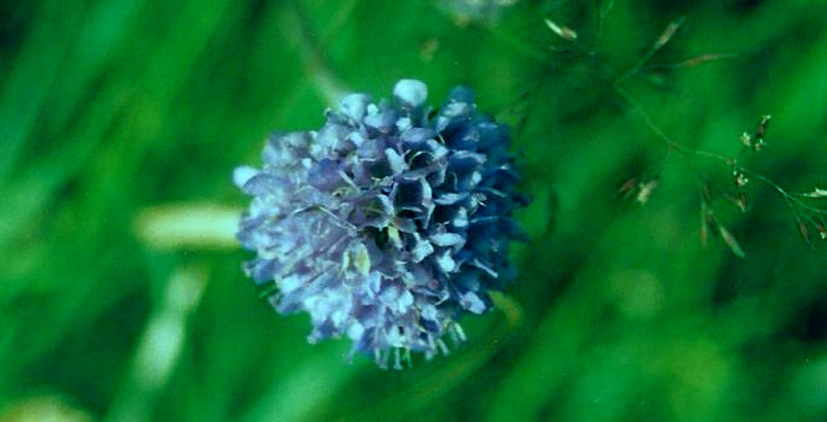 Dalle Shetland: Succisa pratensis (Caprifoliaceae)