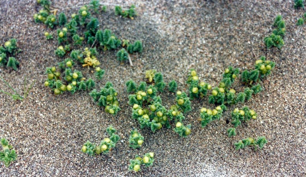 Dalle Shetland: Honckenya paploides (Caryophyllaceae)