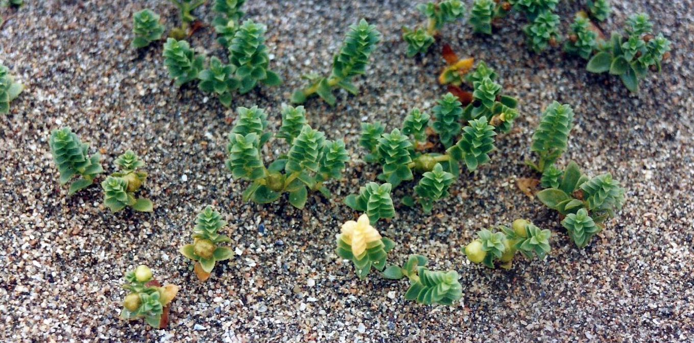 Dalle Shetland: Honckenya paploides (Caryophyllaceae)