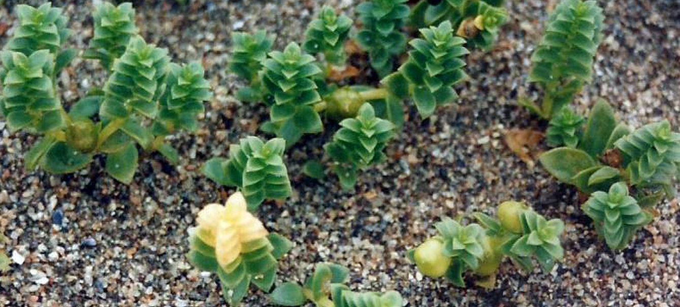 Dalle Shetland: Honckenya paploides (Caryophyllaceae)