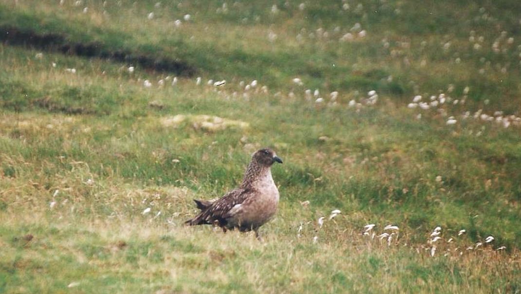 Dalla California:Larus heermanni juv. e L. californicus juv.