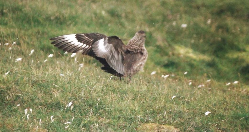 Dalla California:Larus heermanni juv. e L. californicus juv.