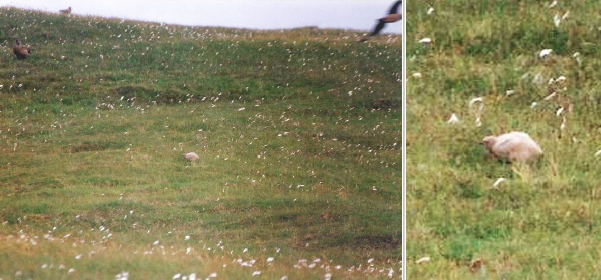 Dalla California:Larus heermanni juv. e L. californicus juv.