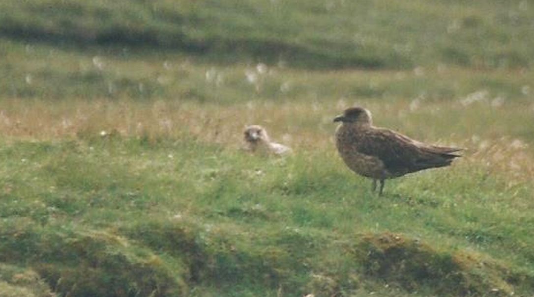 Dalla California:Larus heermanni juv. e L. californicus juv.