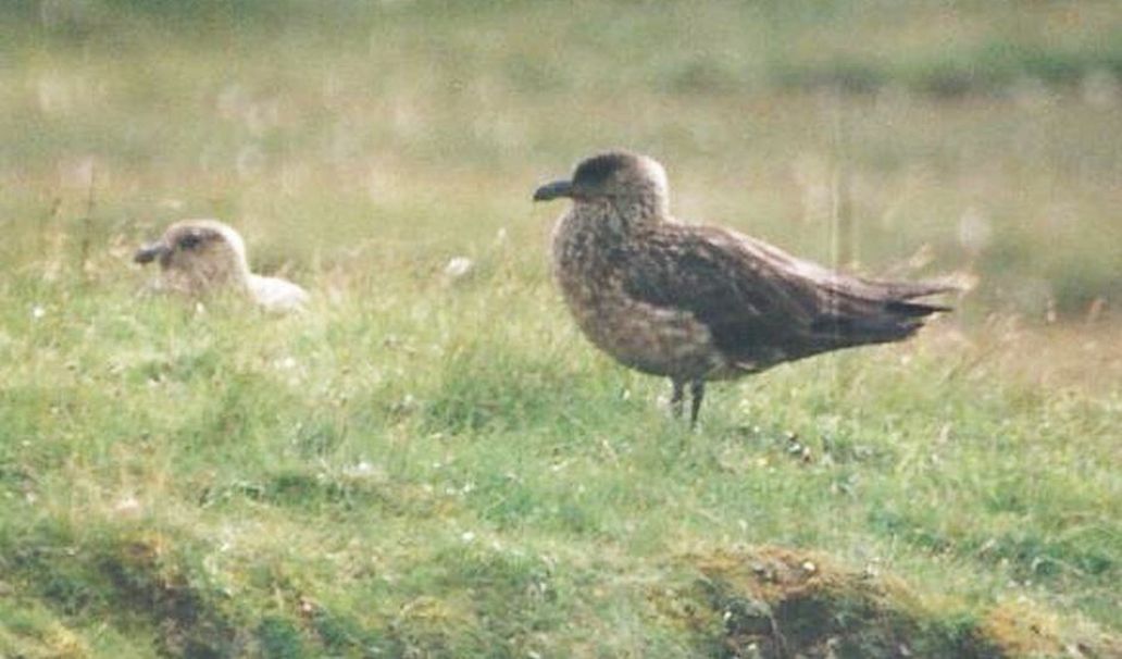 Dalla California:Larus heermanni juv. e L. californicus juv.