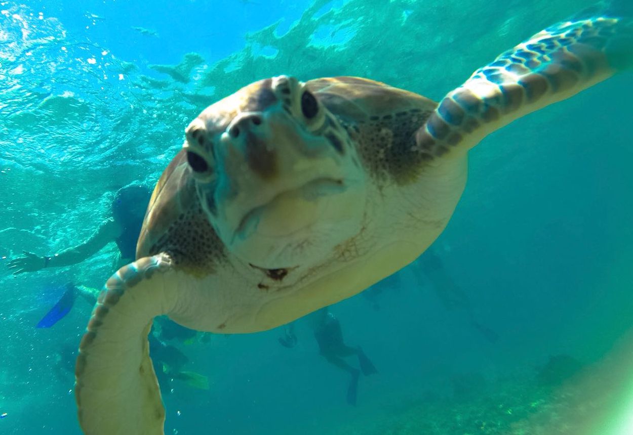 Tartaruga caraibica: Chelonia mydas mydas