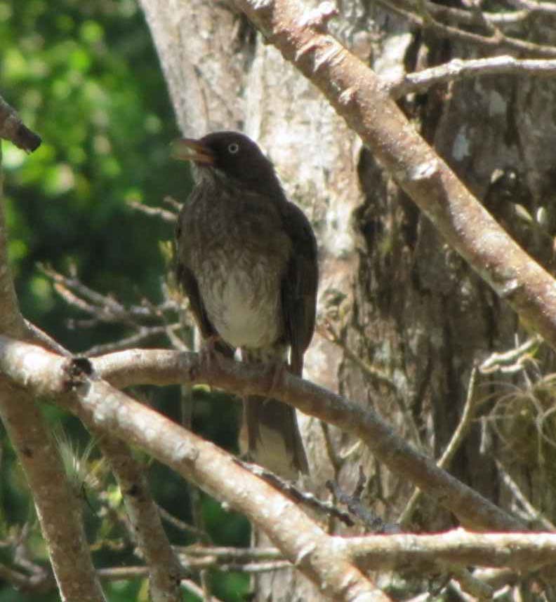 Uccello portoricano