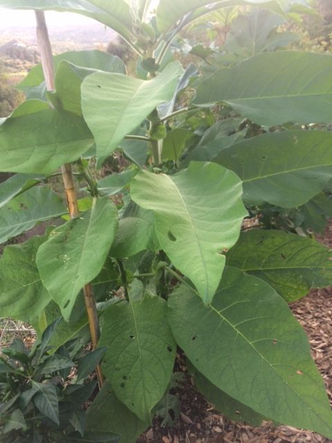 Solanum mauritianum   (Solanaceae)