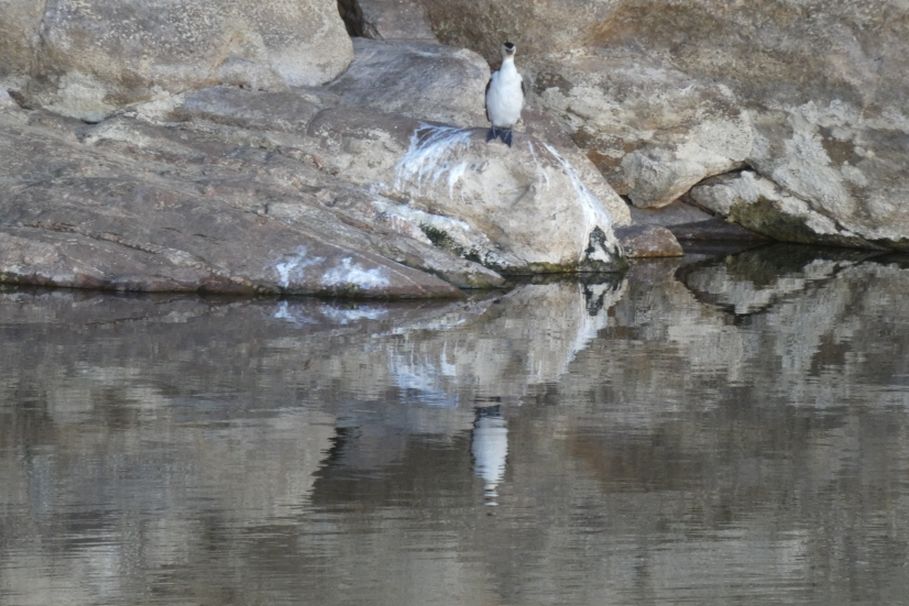 Uccelli dall''Australia (NT): Microcarbo melanoleucos e Tachybaptus novaehollandiae