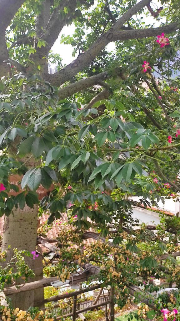 Ceiba speciosa? S