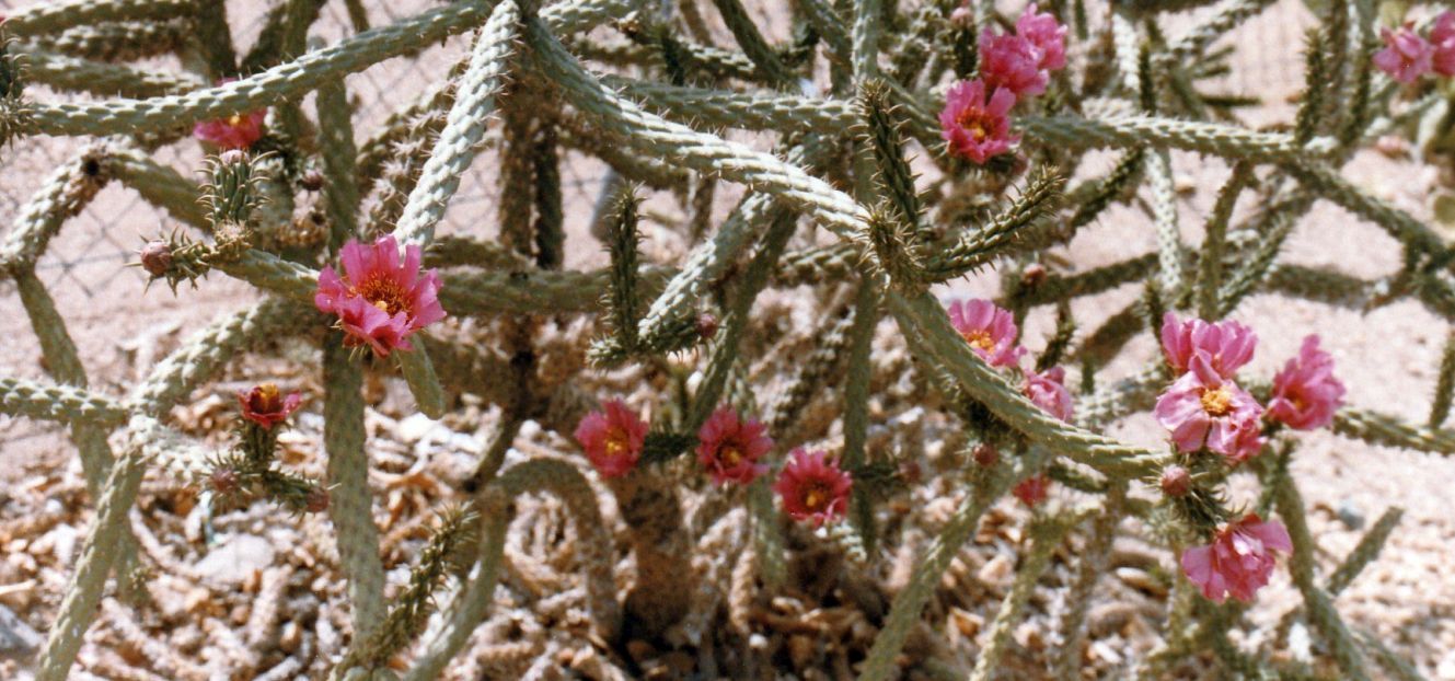 Dall''Arizona: due specie di Cylindropuntia sp.
