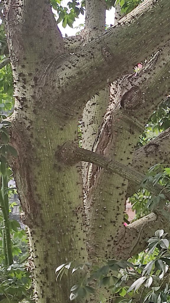 Ceiba speciosa? S