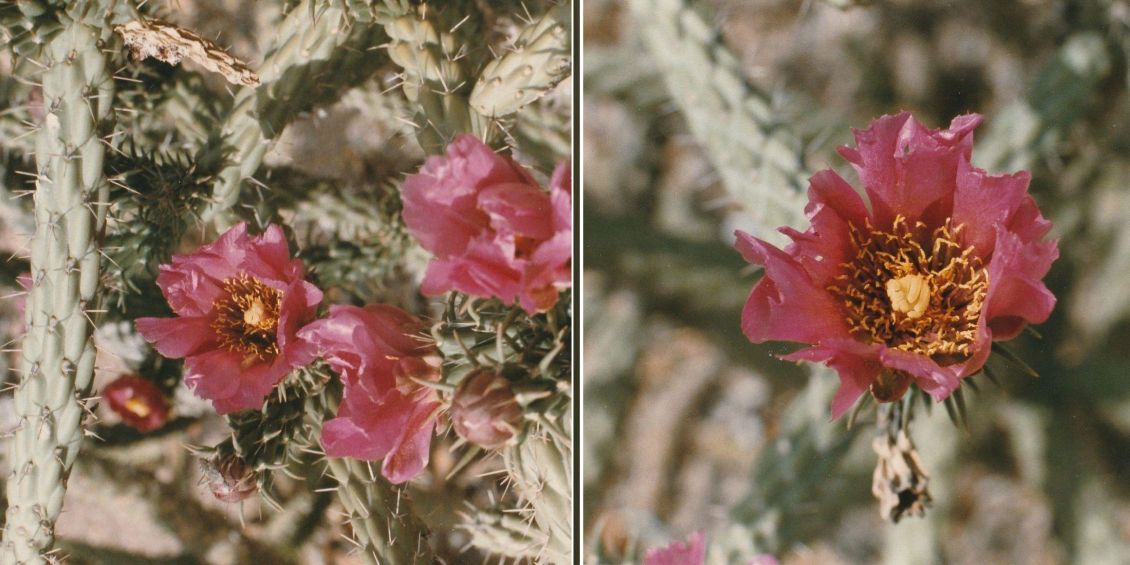 Dall''Arizona: due specie di Cylindropuntia sp.