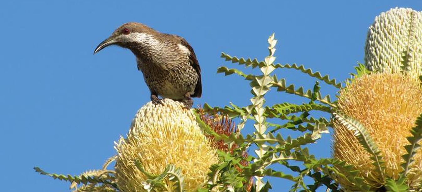 Uccello australiano(WA): Anthochaera lunulata (Meliphagidae)