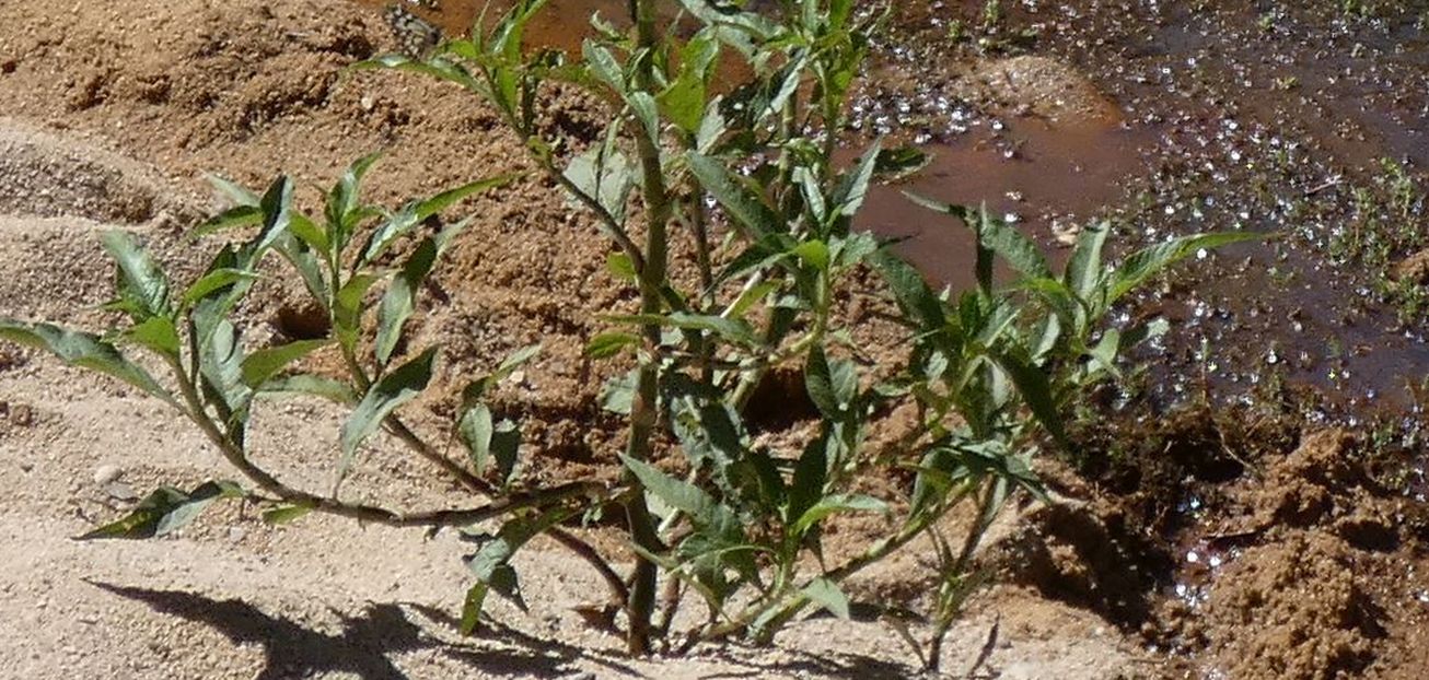 Pianta dall''Australia (NT): Persicaria lapathifolia (Polygonaceae)