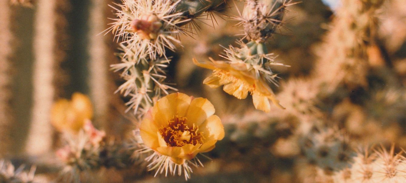 Dall''Arizona: due specie di Cylindropuntia sp.