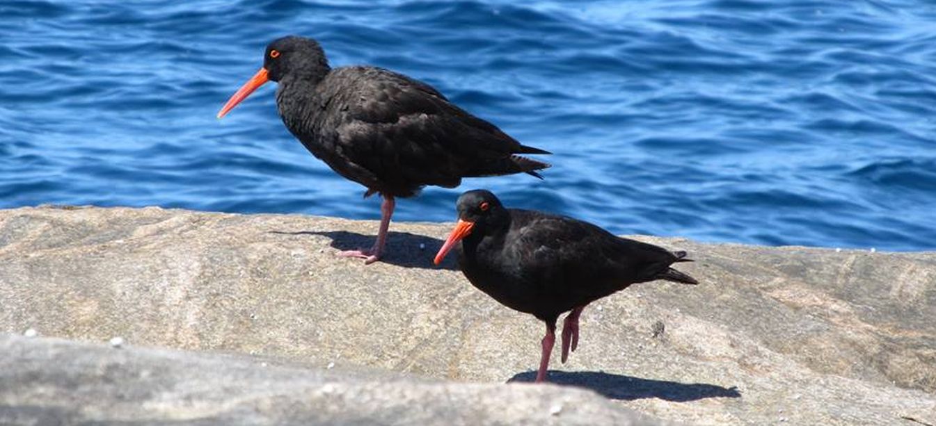 Beccaccia di mare australiana: Haematopus fuliginosus