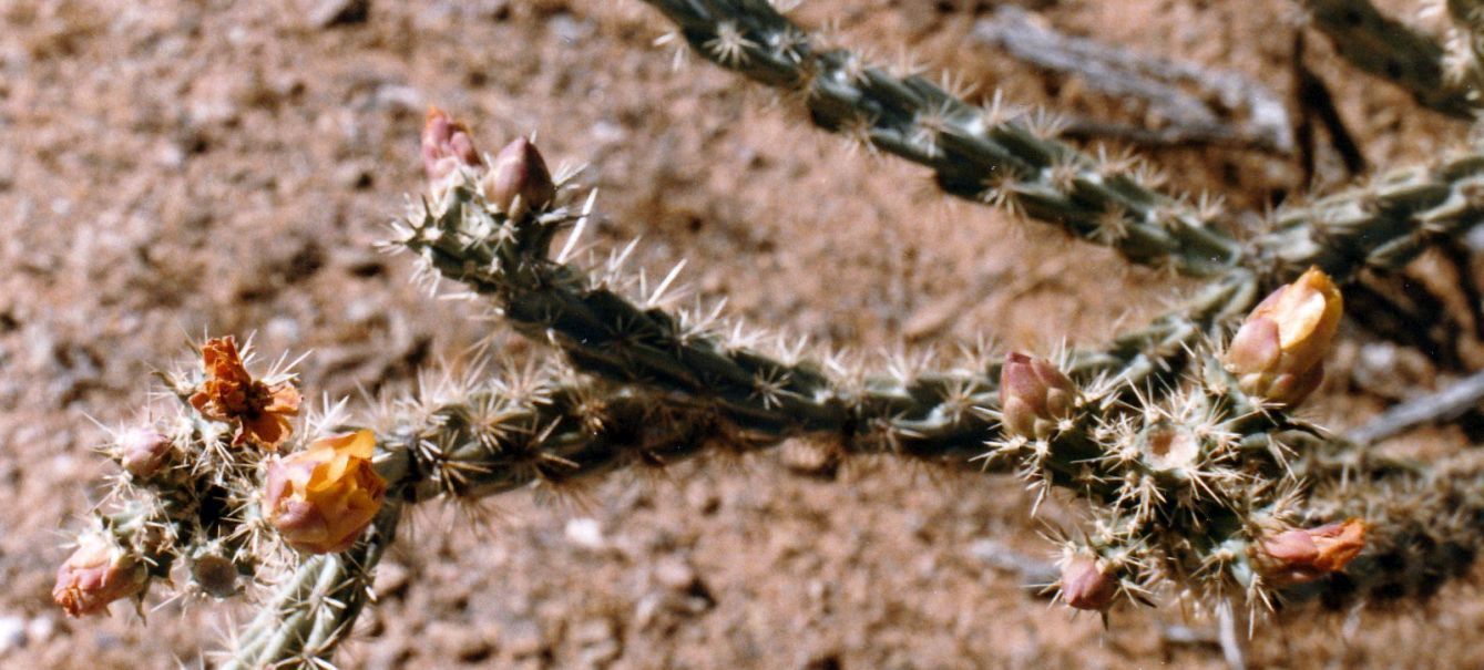 Dall''Arizona: due specie di Cylindropuntia sp.