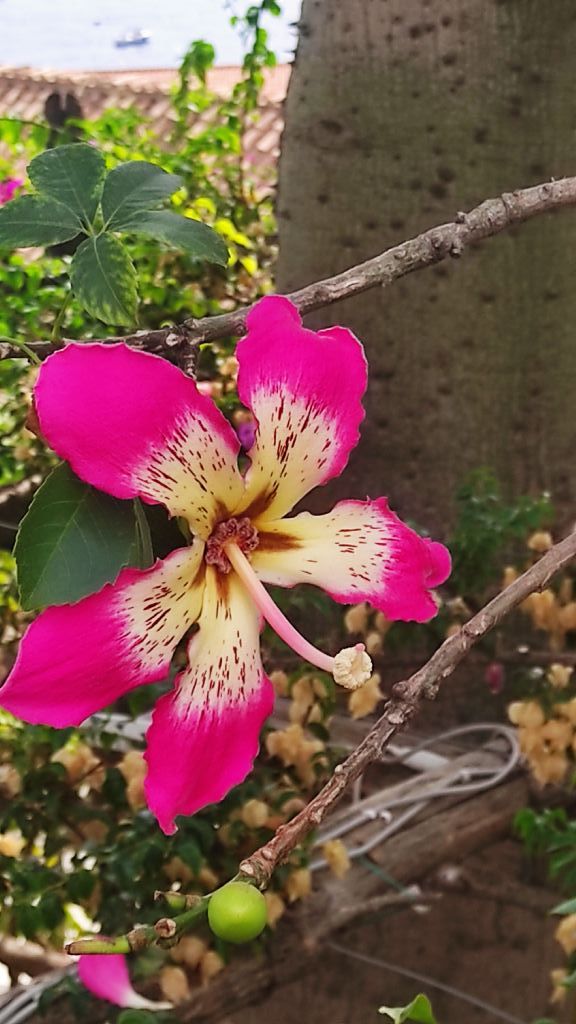 Ceiba speciosa? S