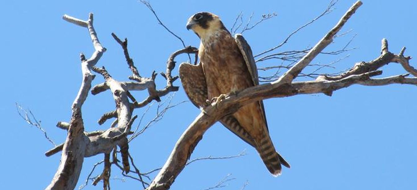 Rapace australiano (WA):  Falco longipennis (Falconidae)