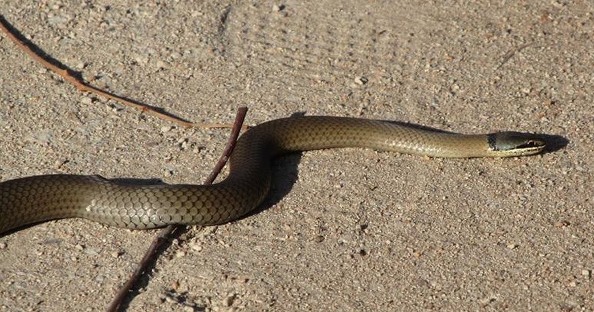 Serpente australiano (WA) da identificare