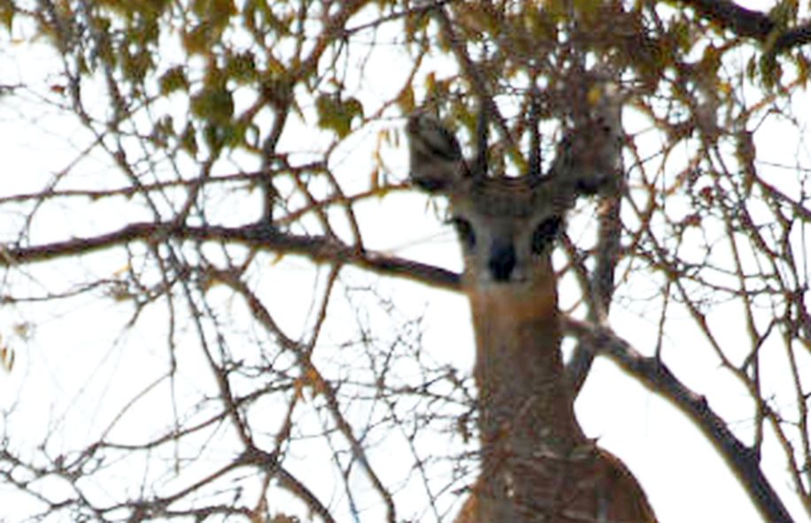 dal Sud Africa: Saltarupi (Oreotragus oreotragus)