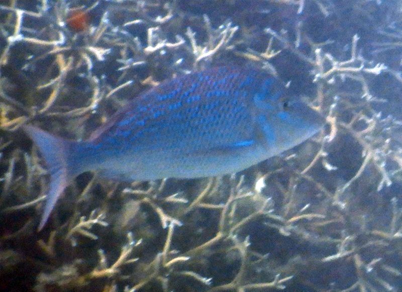 Mauritius- pesci da identificare 2
