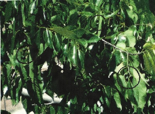 Richiesta identificazione