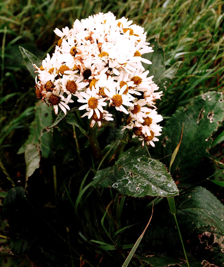 Dalle Shetland:  Senecio smithii (Asteraceae)