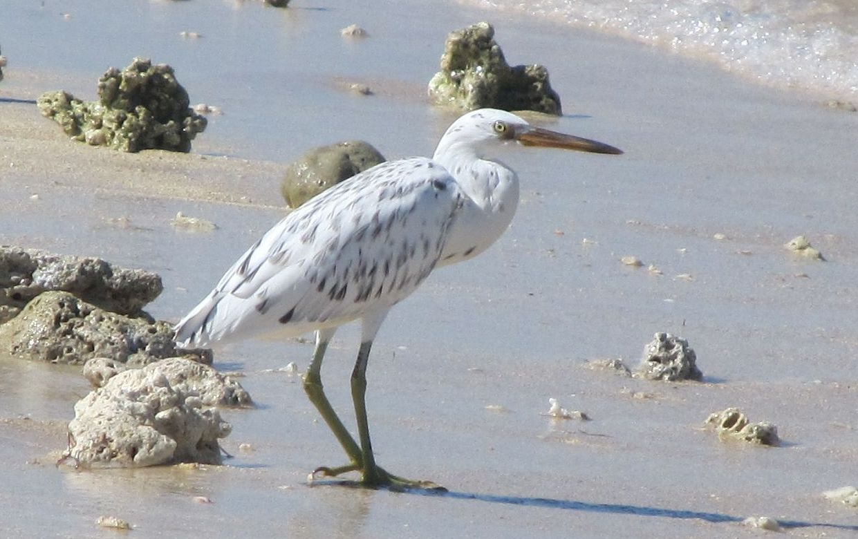Airone delle isole Fiji: Egretta sacra 