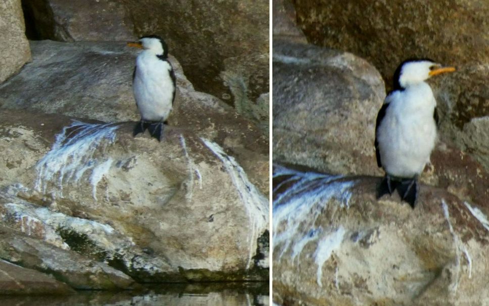 Uccelli dall''Australia (NT): Microcarbo melanoleucos e Tachybaptus novaehollandiae