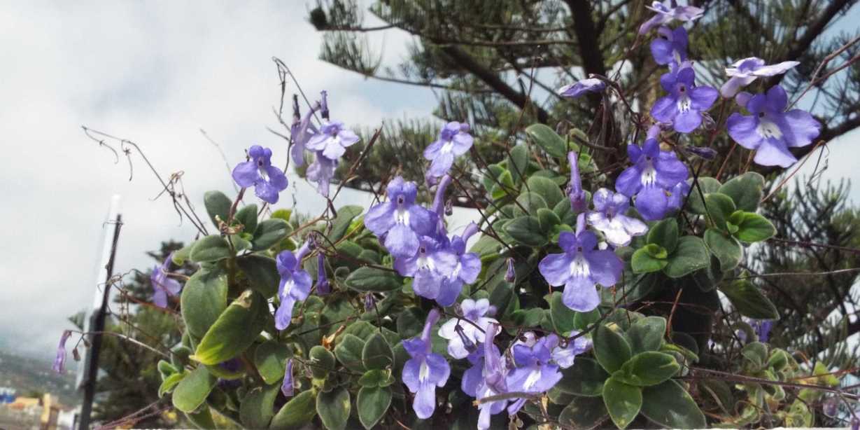 Da Tenerife (Canarie):  Streptocarpus caulescens  (Gesneriaceae)