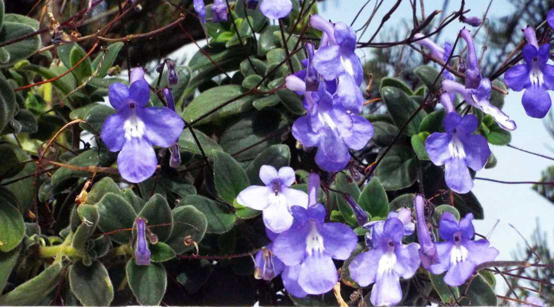 Da Tenerife (Canarie):  Streptocarpus caulescens  (Gesneriaceae)