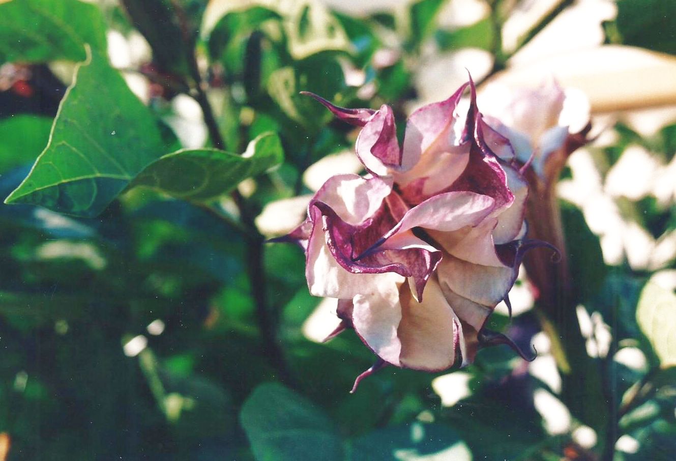 In un''aiuola a Malta: Datura metel