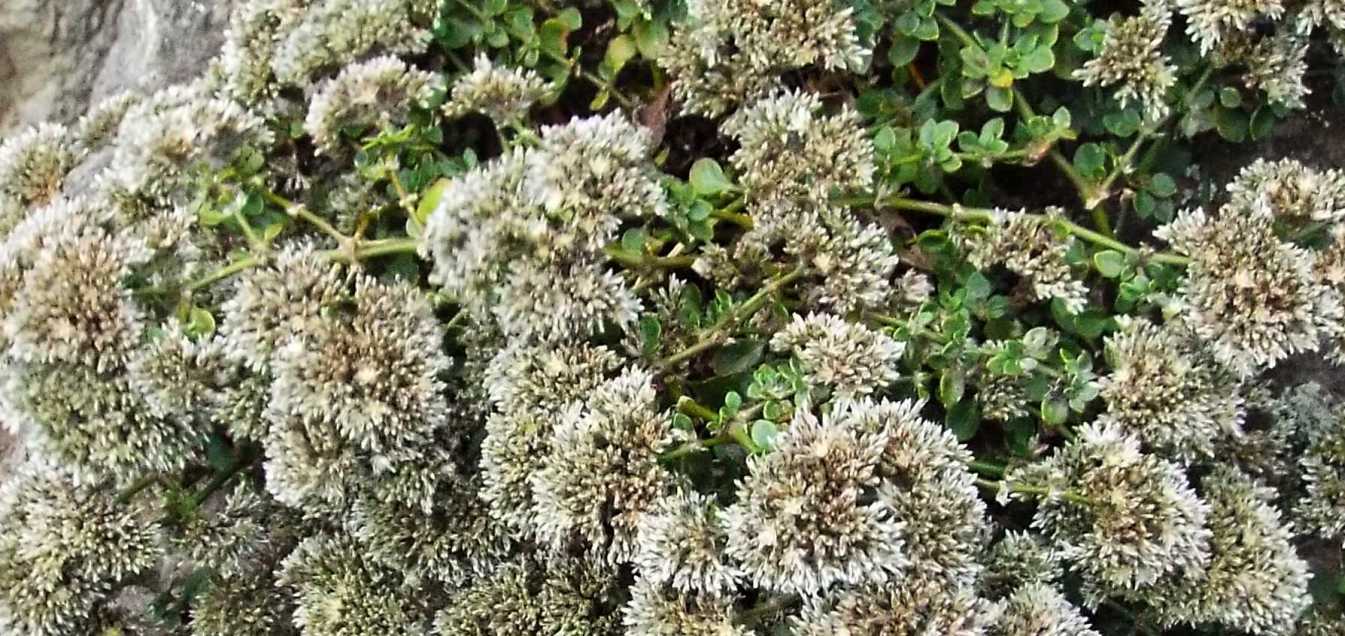 Da Tenerife (Canarie):  Polycarpaea latifolia (Caryophyllaceae)