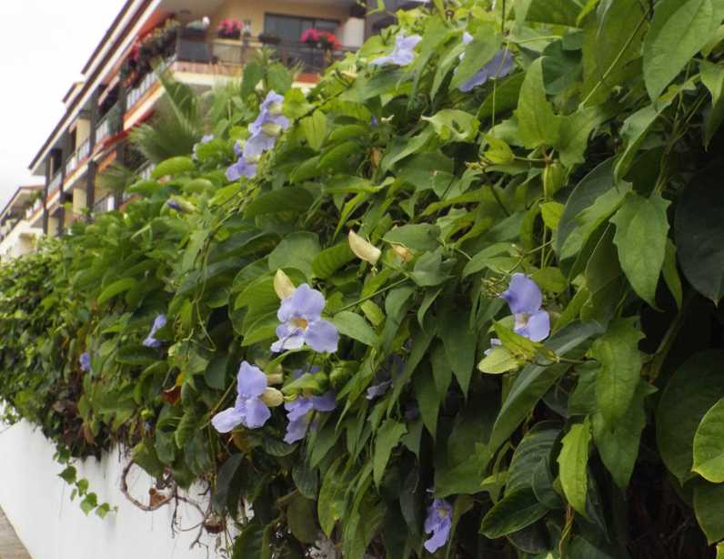 Da Tenerife (Canarie):  Thunbergia grandiflora (Acanthaceae)