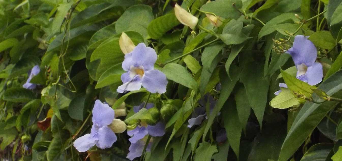 Da Tenerife (Canarie):  Thunbergia grandiflora (Acanthaceae)