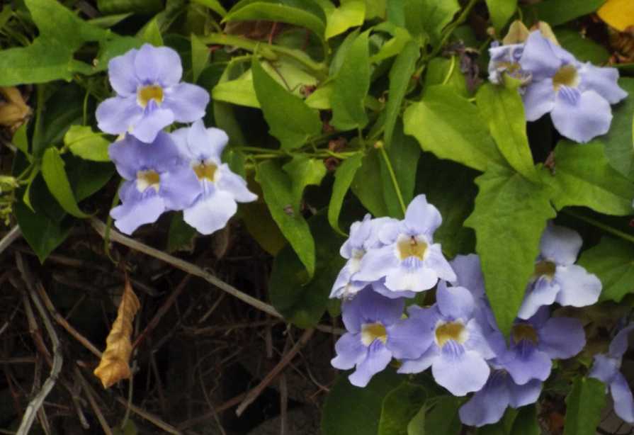 Da Tenerife (Canarie):  Thunbergia grandiflora (Acanthaceae)