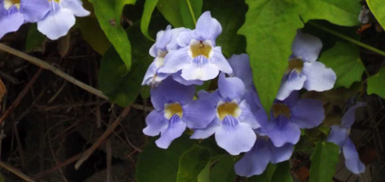 Da Tenerife (Canarie):  Thunbergia grandiflora (Acanthaceae)