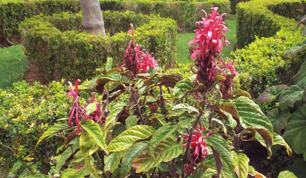 Da Tenerife (Canarie):  Justicia carnea (Acanthaceae)