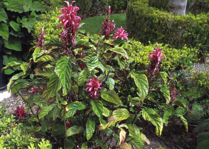 Da Tenerife (Canarie):  Justicia carnea (Acanthaceae)