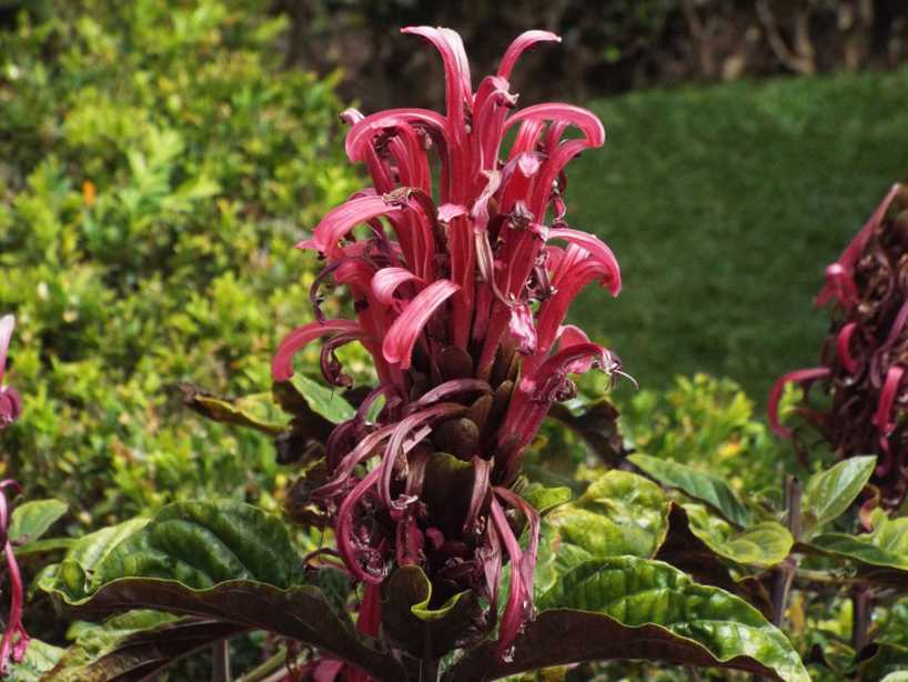 Da Tenerife (Canarie):  Justicia carnea (Acanthaceae)