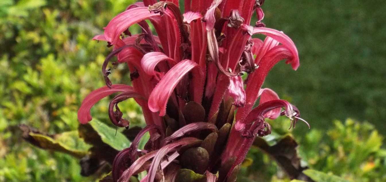 Da Tenerife (Canarie):  Justicia carnea (Acanthaceae)
