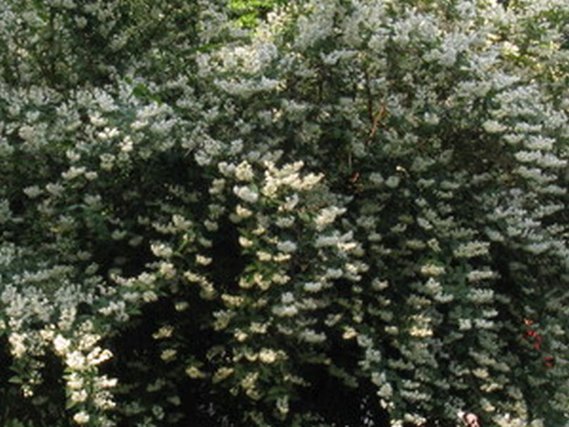 Deutzia...? Deutzia crenata