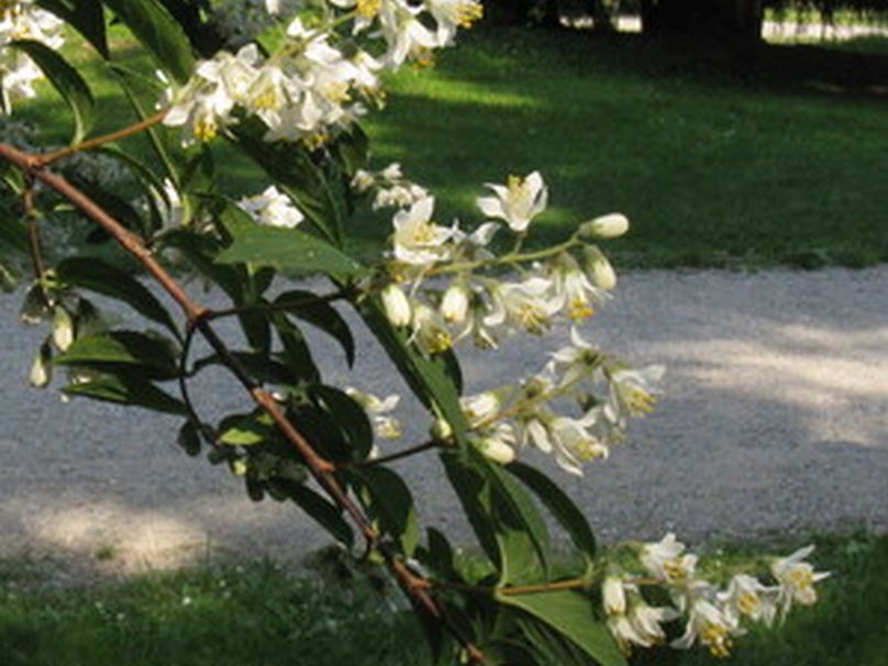 Deutzia...? Deutzia crenata