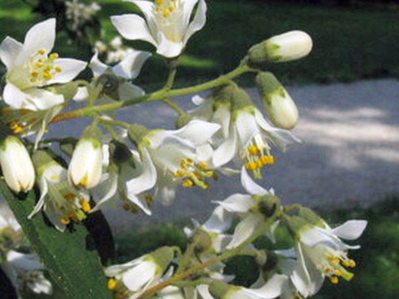 Deutzia...? Deutzia crenata