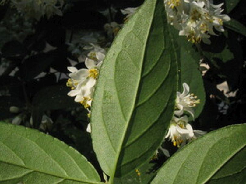 Deutzia...? Deutzia crenata