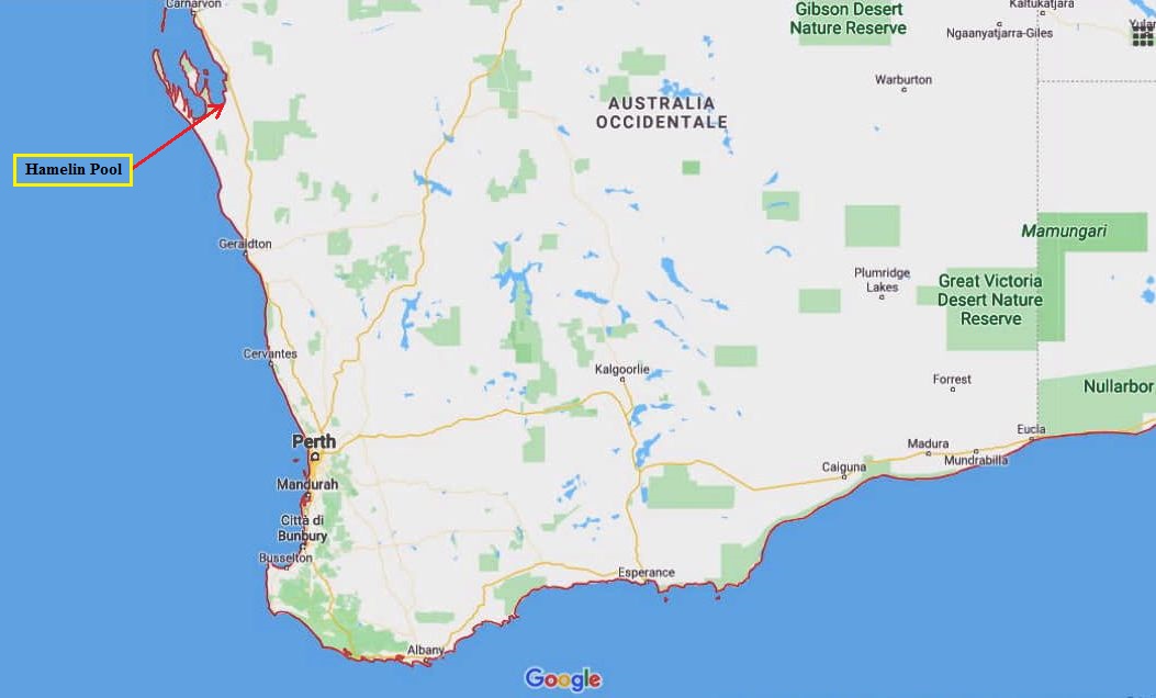 Gli Stromatoliti della Western Australia